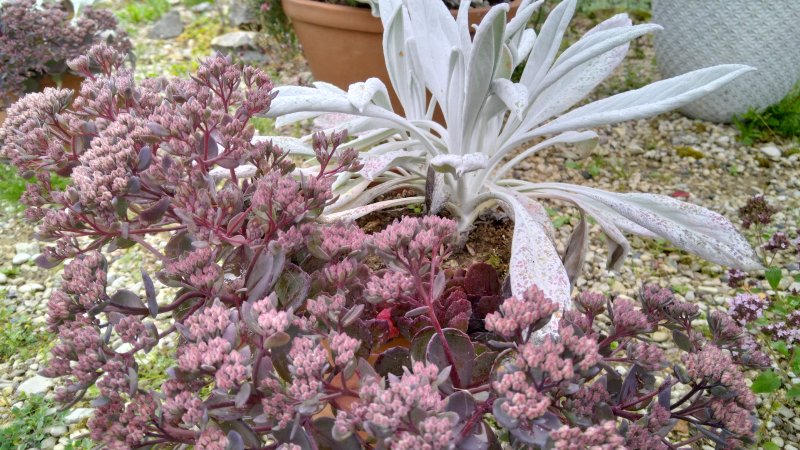 Sedum SunSparkler® 'Dazzlebery'